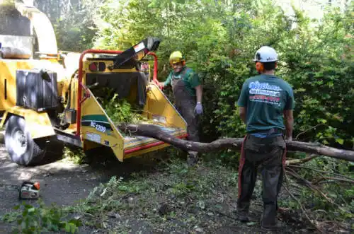 tree services La Quinta